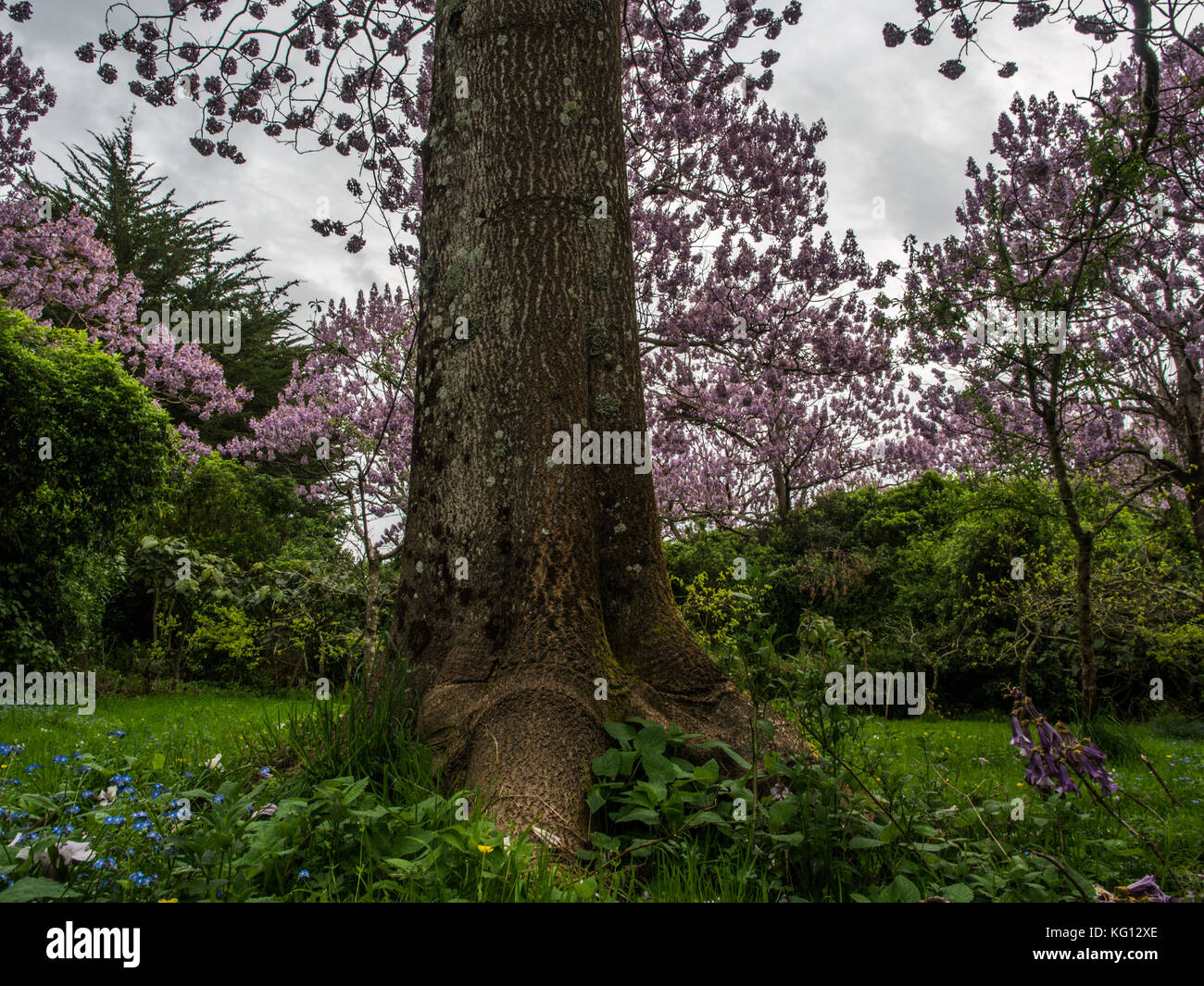 Paulownia tomentosa alberi in fiore, primavera sbocciano i fiori. Foto Stock