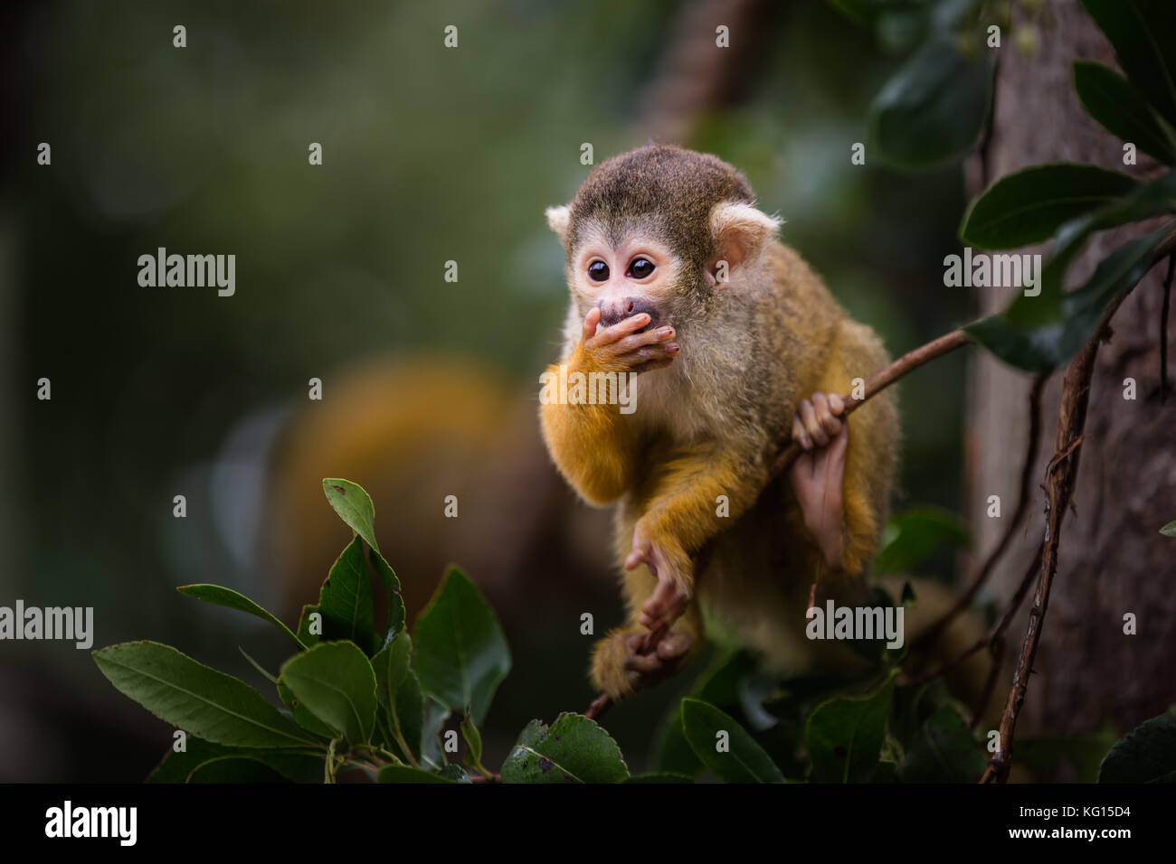 Adorabili 3 mese bimbo nero boliviano-capped Scimmia di scoiattolo aggrappato a un ramo di albero Foto Stock