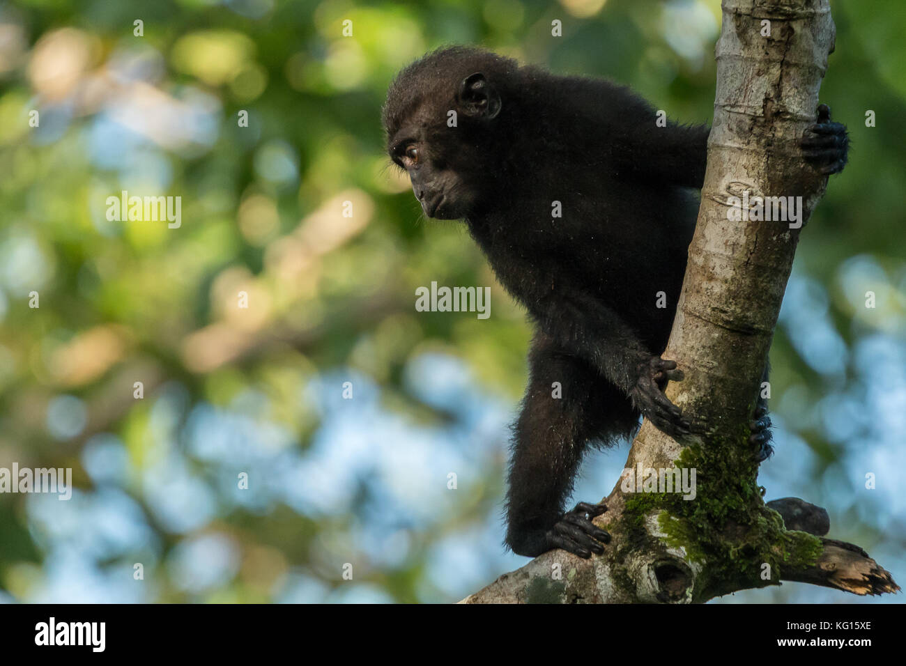 Un giovane celebes macaco crestato (macaca nigra) in una struttura ad albero in tangkoko national park, Nord Sulawesi, Indonesia. La specie è in pericolo critico. Foto Stock