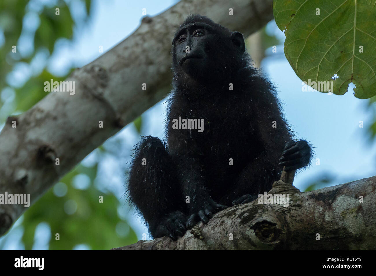 Un giovane celebes macaco crestato (macaca nigra) in una struttura ad albero in tangkoko national park, Nord Sulawesi, Indonesia. La specie è in pericolo critico. Foto Stock