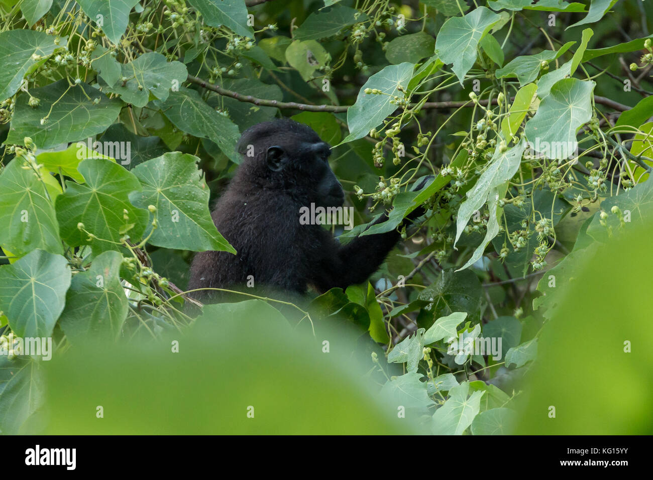 Un giovane celebes macaco crestato (macaca nigra) in una struttura ad albero in tangkoko national park, Nord Sulawesi, Indonesia. La specie è in pericolo critico. Foto Stock