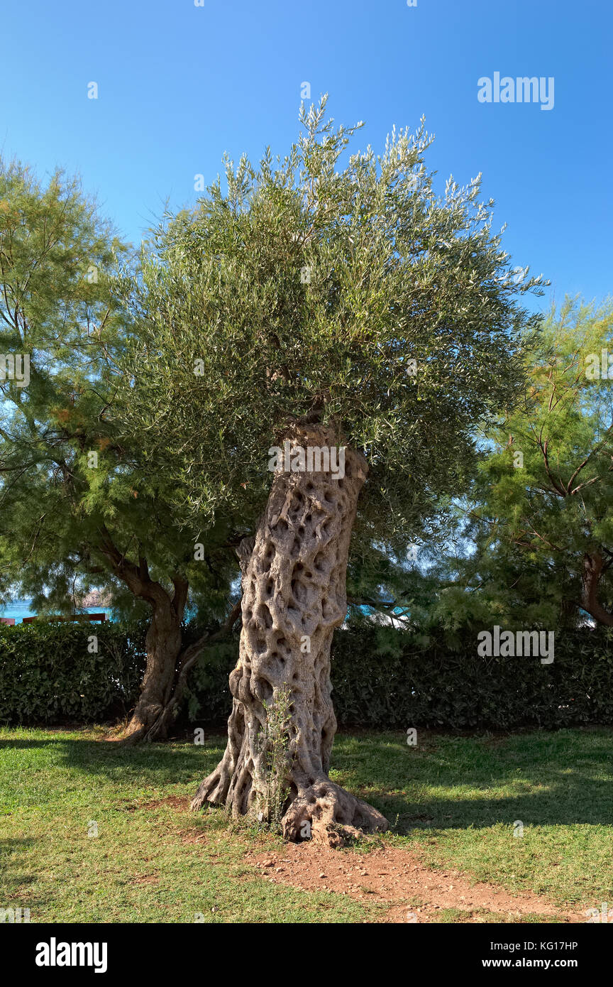 albero di ulivo Foto Stock