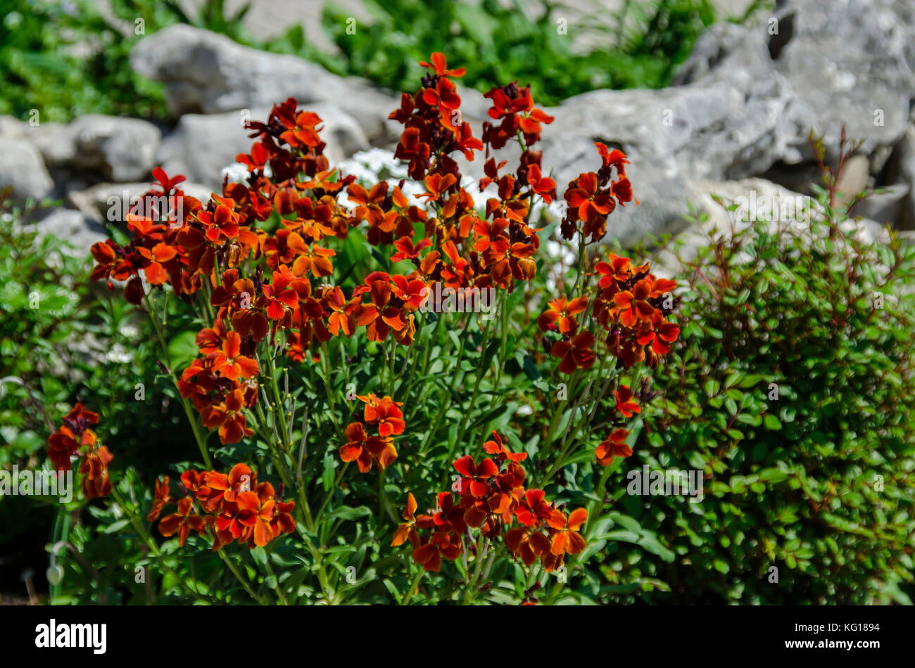 Colorata fioritura violaciocca piante in Primavera, sofia, Bulgaria Foto Stock