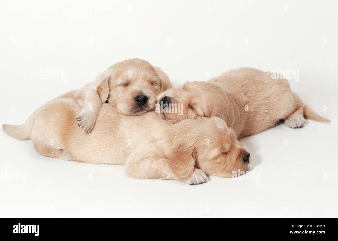 Il Golden Retriever cane. I cuccioli addormentati, 3 settimane di età. Foto Stock