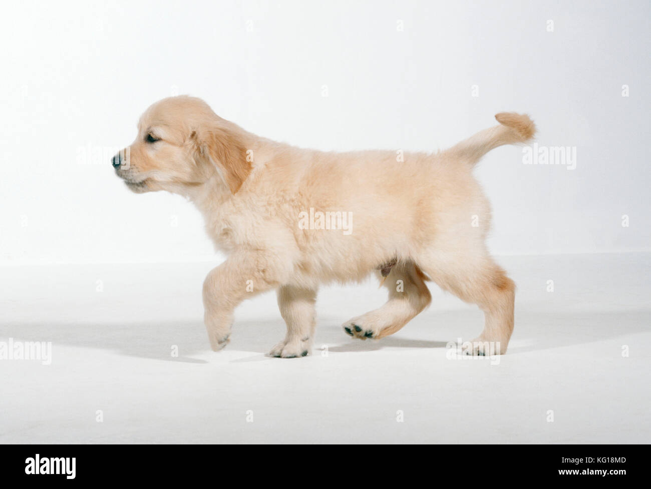 DOG - cucciolo Golden RETRIEVER, profilo laterale. Camminare. 8 settimane. Foto Stock