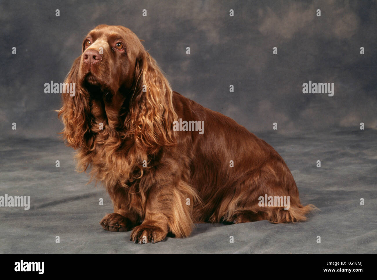 SUSSEX SPANIEL CANE Foto Stock