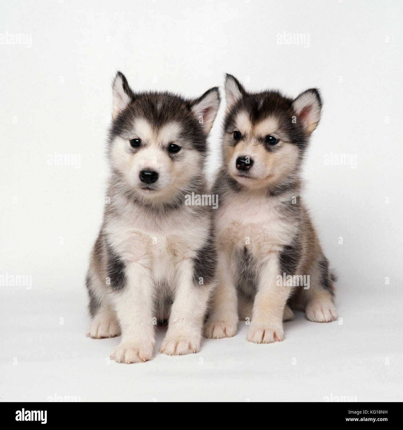 Alaskan Malamute Dog. due cuccioli. Foto Stock