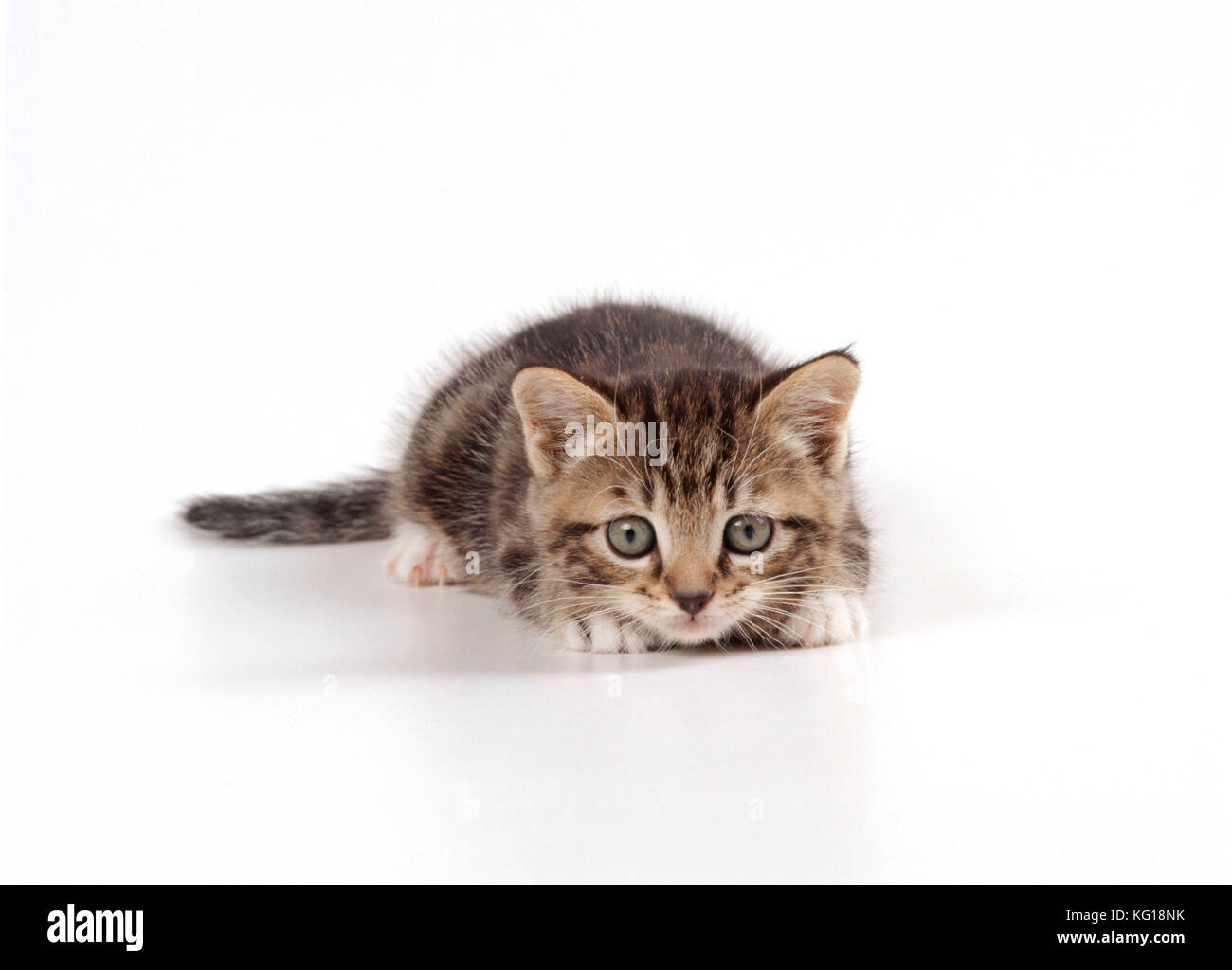 GATTO - gattino di umore giocoso, 45 giorni. su sfondo bianco. Foto Stock