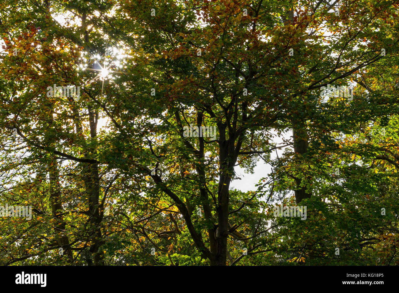 Sole che splende attraverso gli alberi in un bosco inglese in autunno, Dorset, Regno Unito Foto Stock