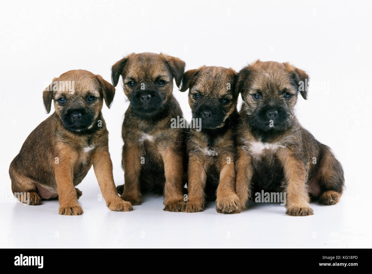 Border Terrier Dog - cuccioli Foto Stock