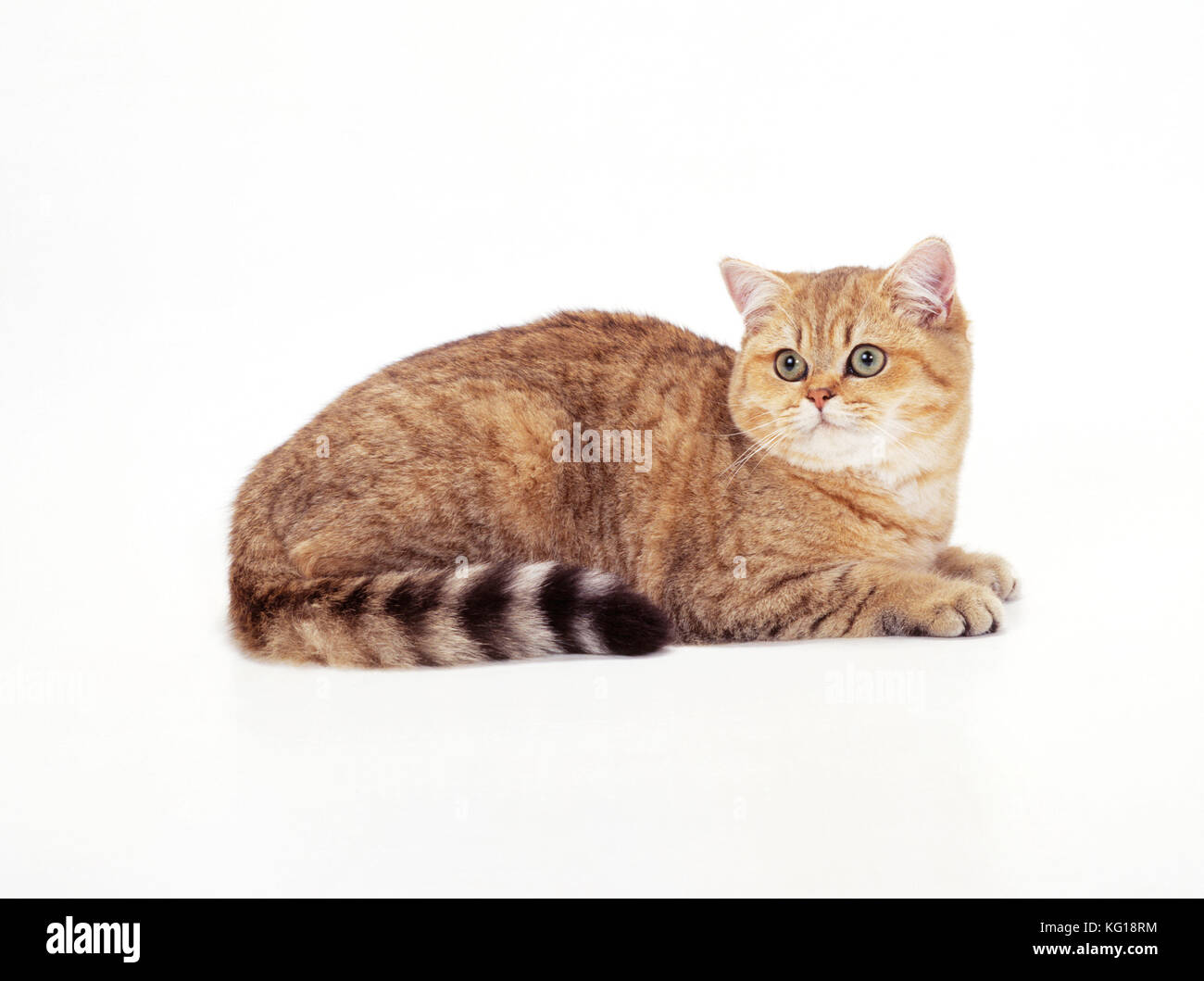 CAT - British Shorthair - Golden Tipped Foto Stock