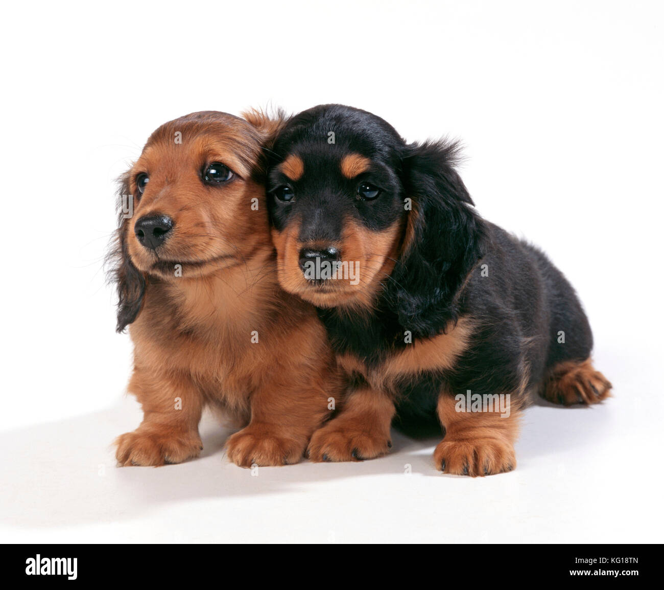 DOG - Miniature Dachshund / Teckel Puppies X2. Conosciuto anche come Doxie / Doxies negli Stati Uniti. Foto Stock