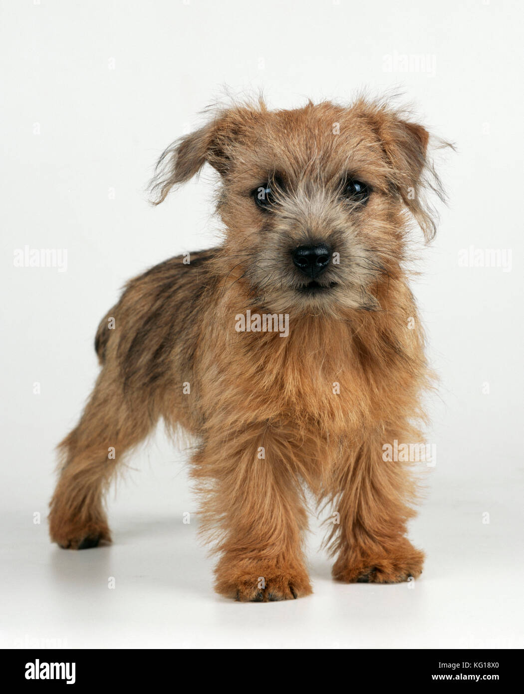 Cane - Norfolk / Norwich Terrier cucciolo, in piedi Foto Stock