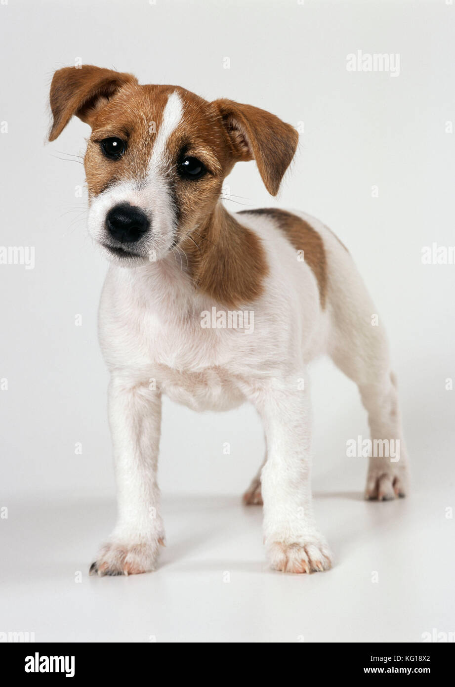 CANE - Jack Russell cucciolo con le orecchie sollevate Foto Stock