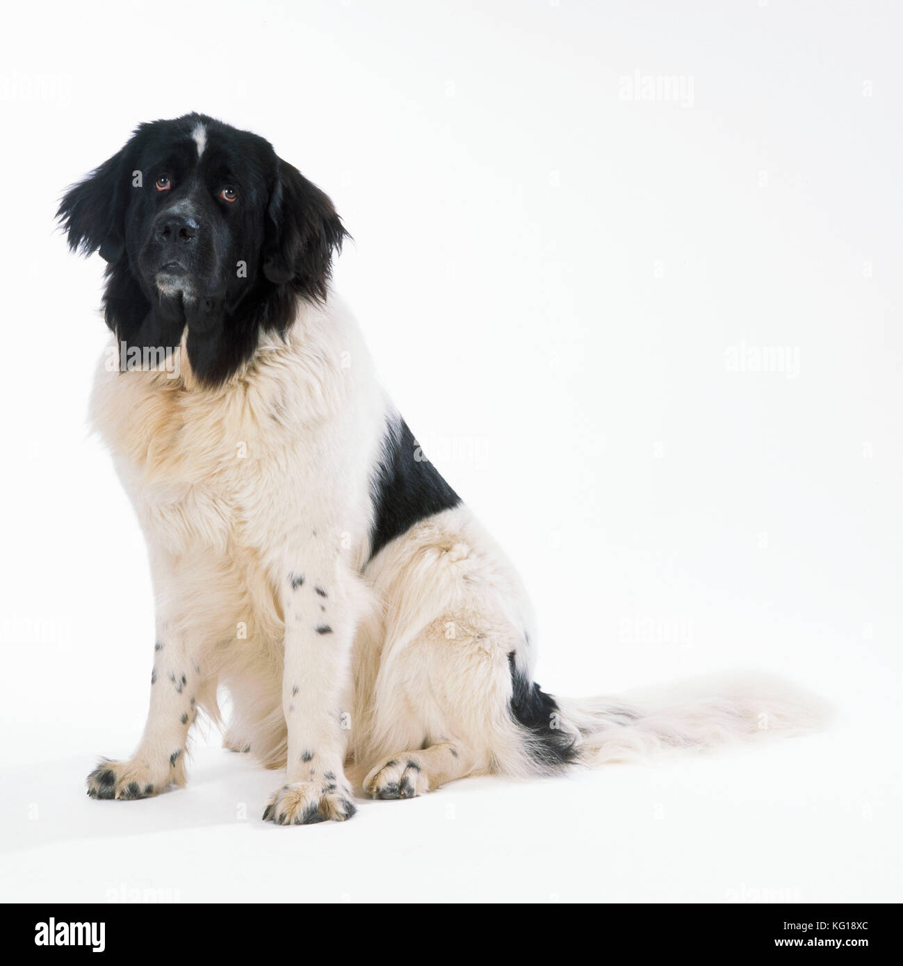 CANE - Terranova seduto Foto Stock
