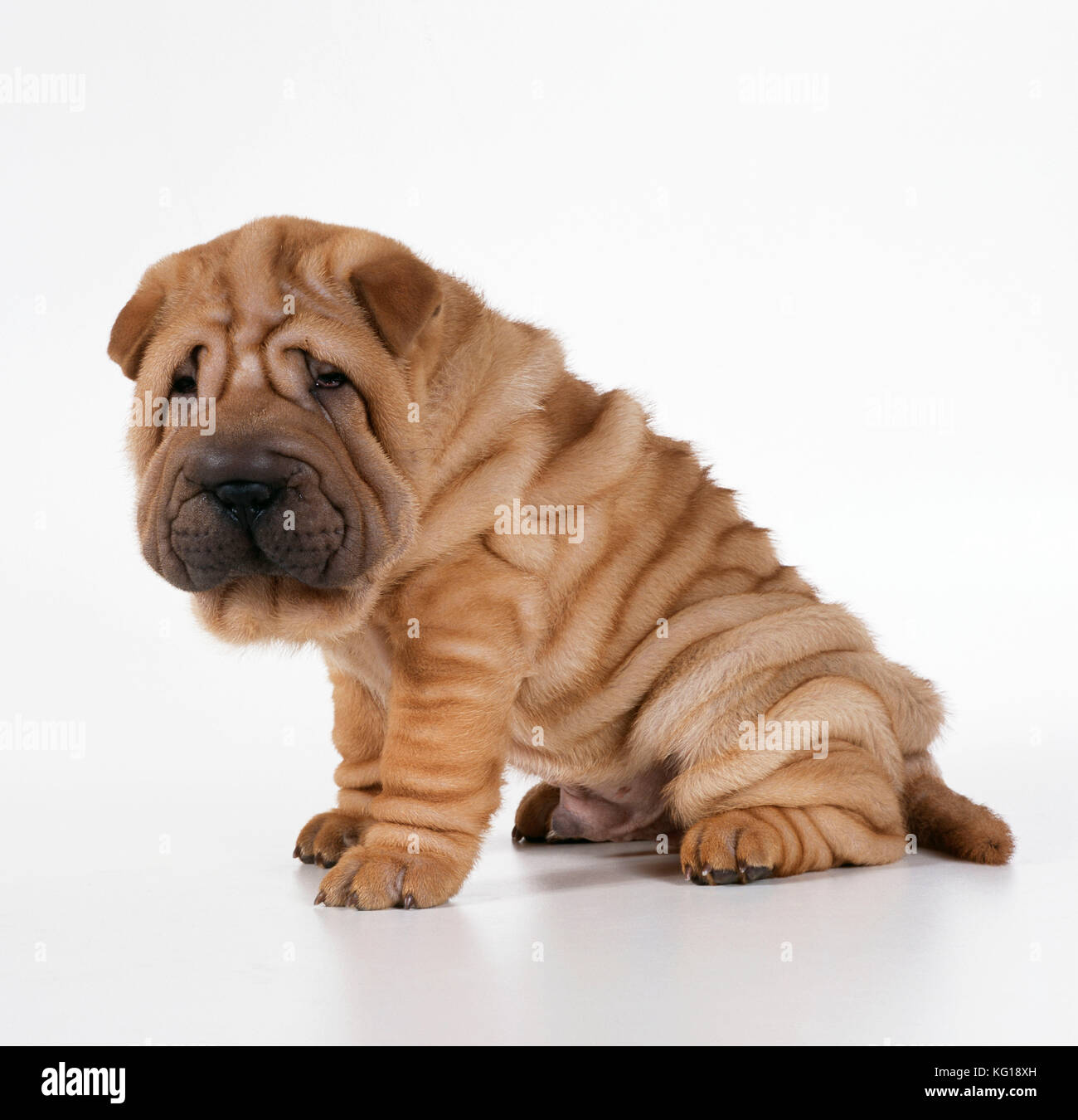 CANE - cucciolo di Shar Pei, vista laterale Foto Stock