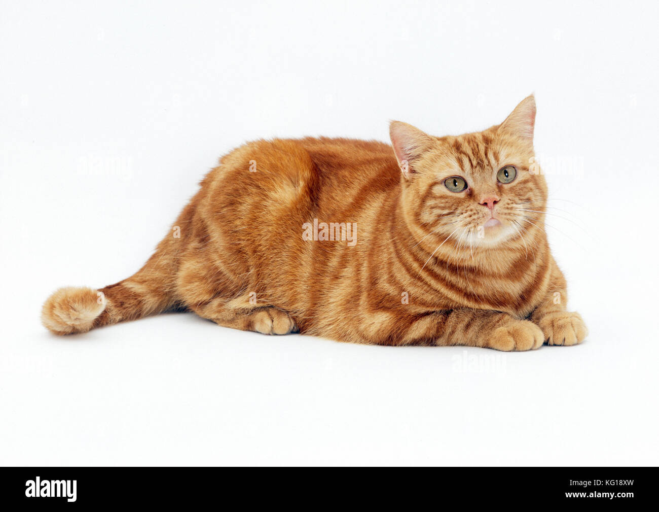 GATTO - obese / zenzero grasso gatto Foto Stock