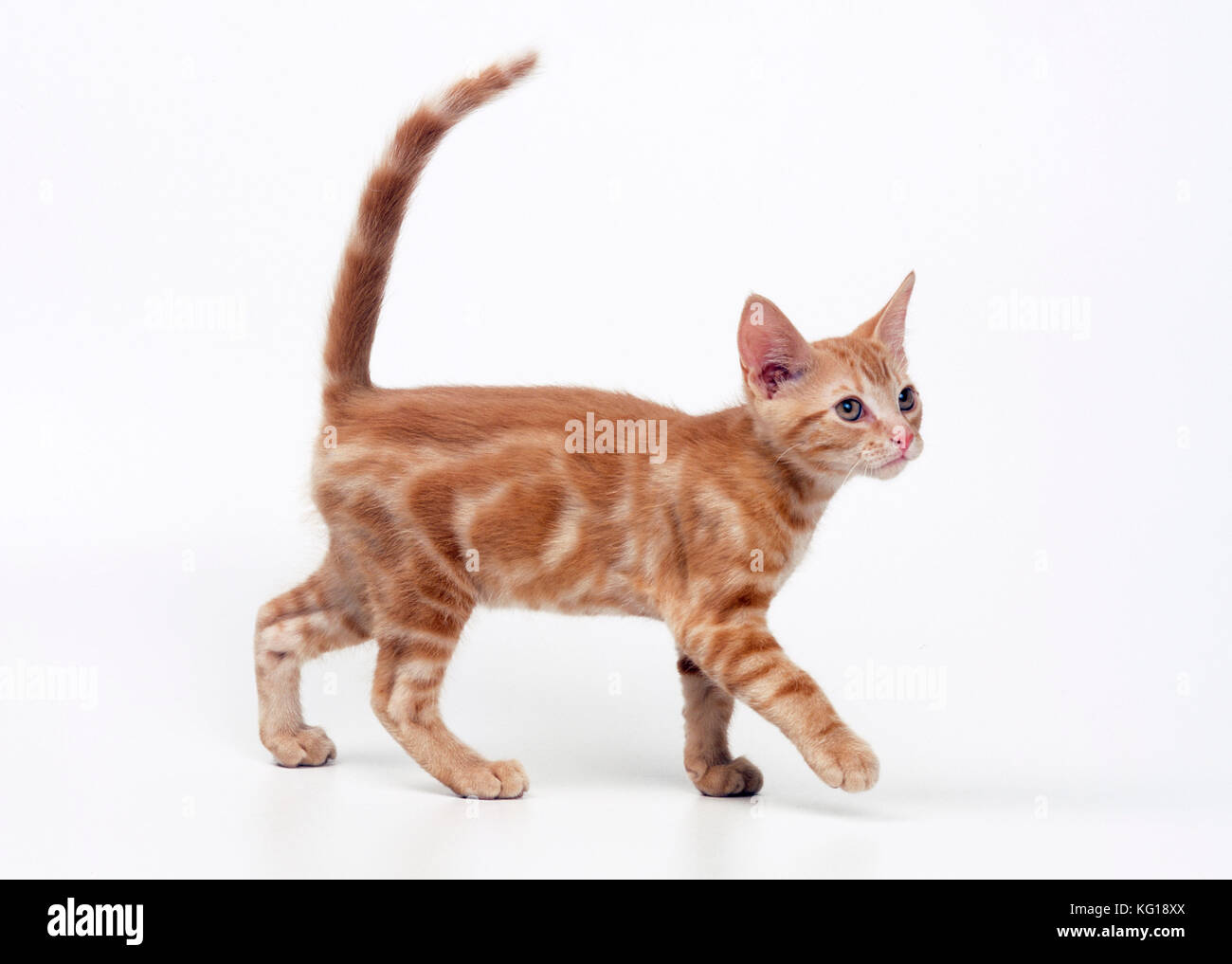 GATTO - gattino ginger Foto Stock