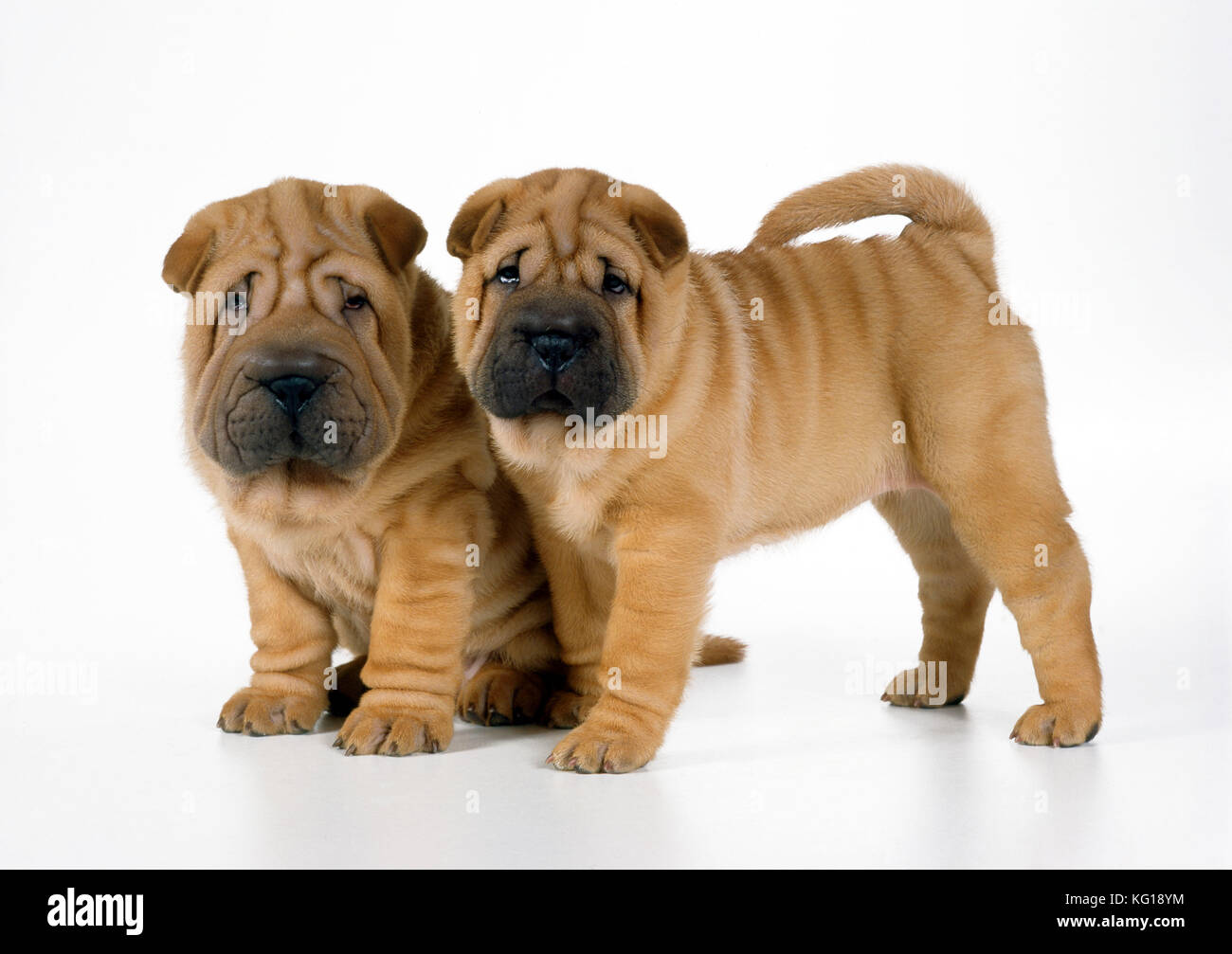 CANE - due cuccioli Shar Pei Foto Stock