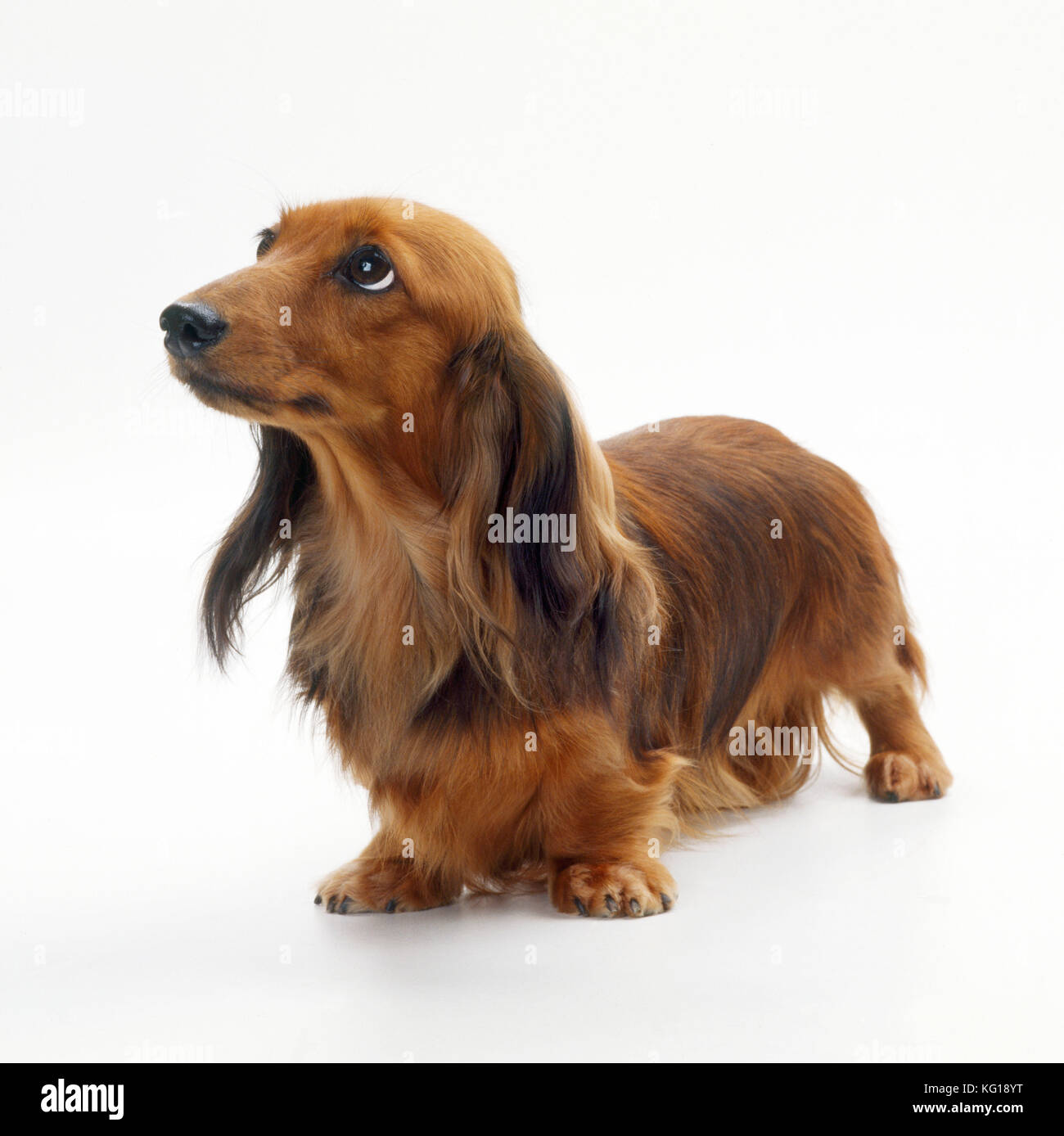 Cane - Miniature Dachshund a capelli lunghi . Conosciuto anche come Doxie. Foto Stock