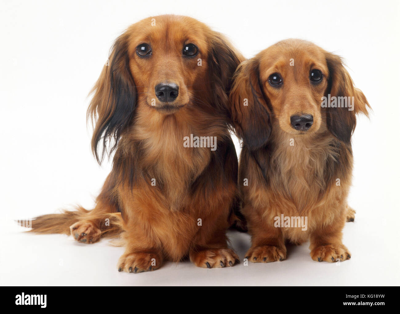 Dog - Miniature Dachshund a capelli lunghi x2 Foto Stock