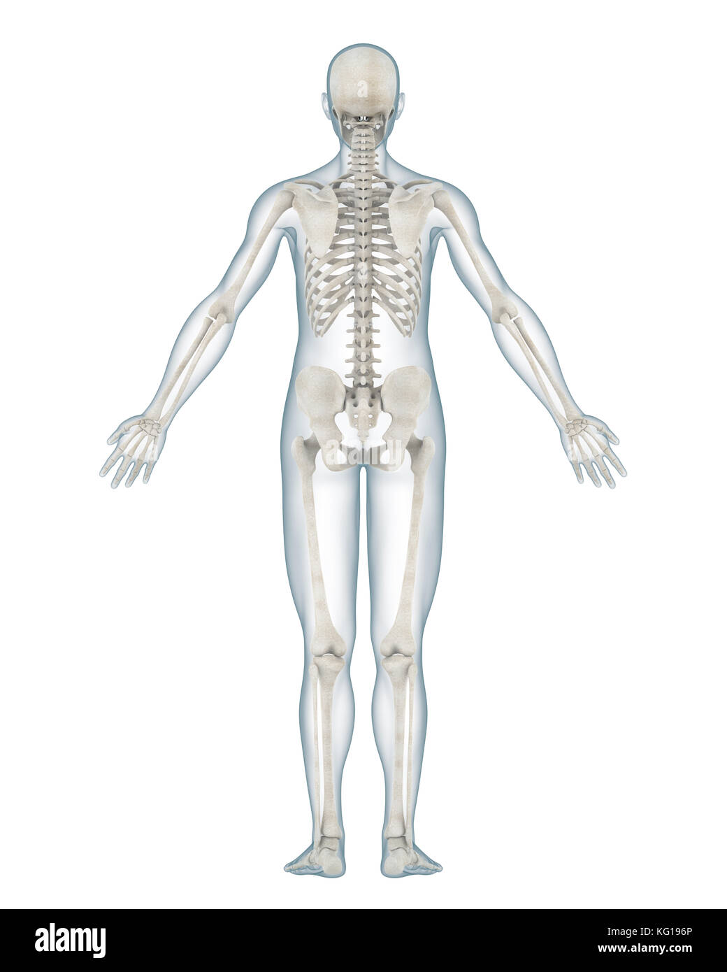 Scheletro umano anatomia Foto Stock