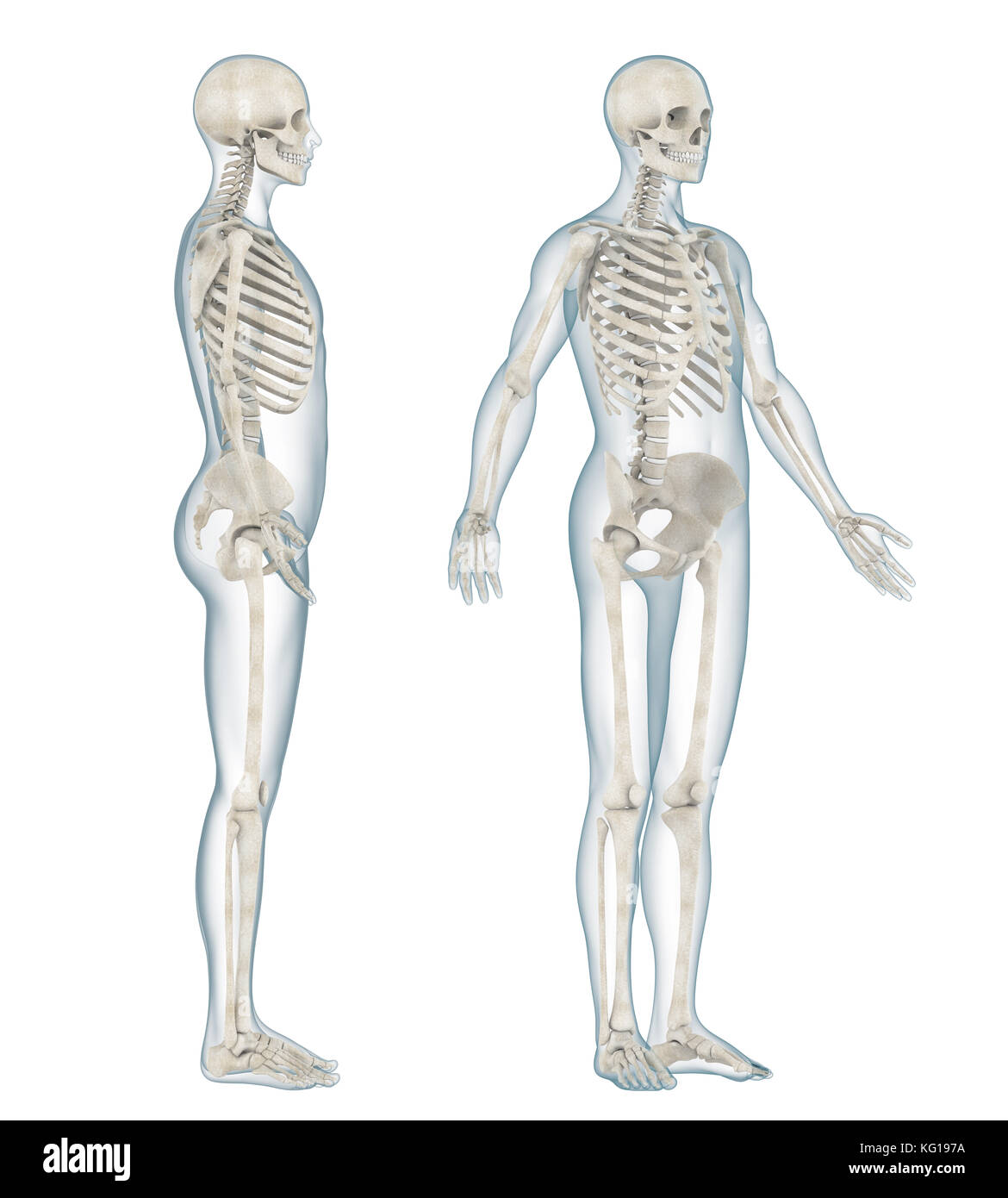 Scheletro umano anatomia Foto Stock