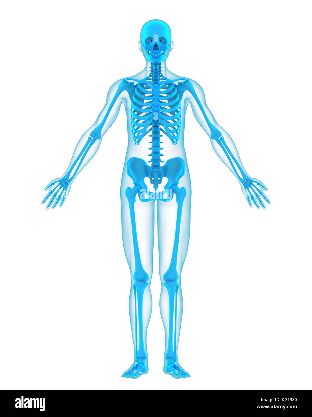 Scheletro umano anatomia Foto Stock