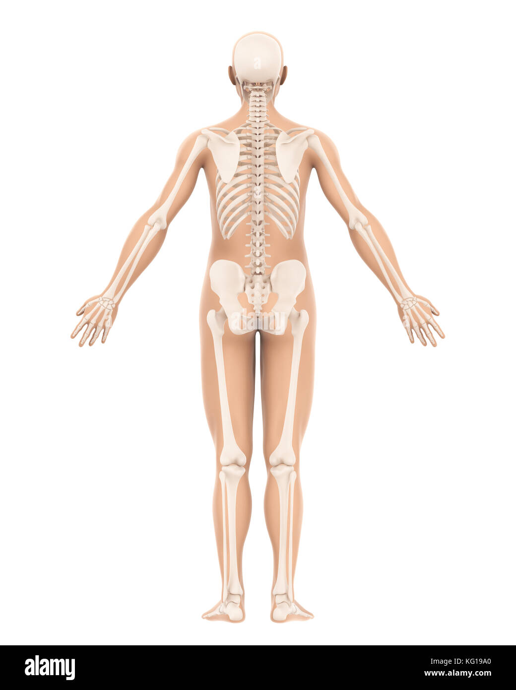 Scheletro umano anatomia Foto Stock