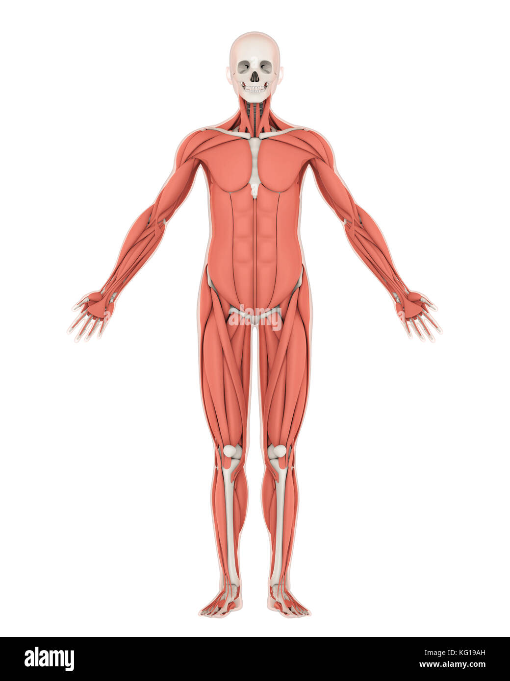 Scheletro umano e anatomia del muscolo isolato Foto Stock