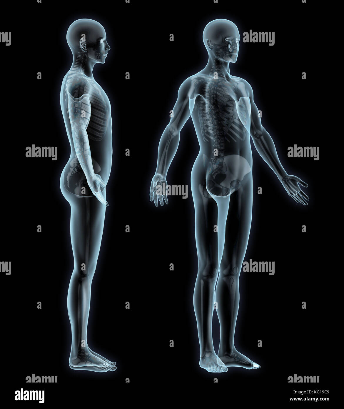 Scheletro umano anatomia Foto Stock