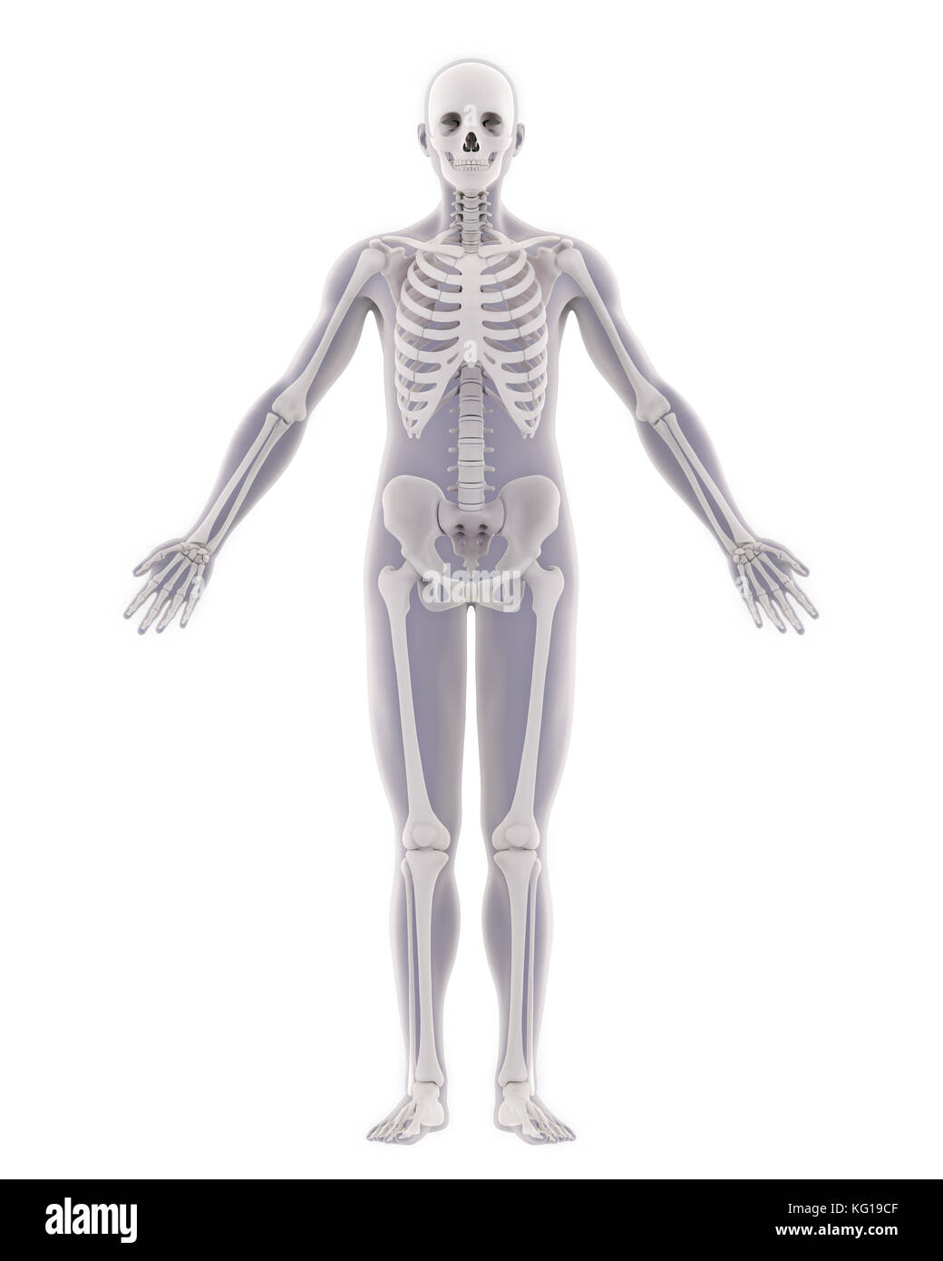 Scheletro umano anatomia Foto Stock