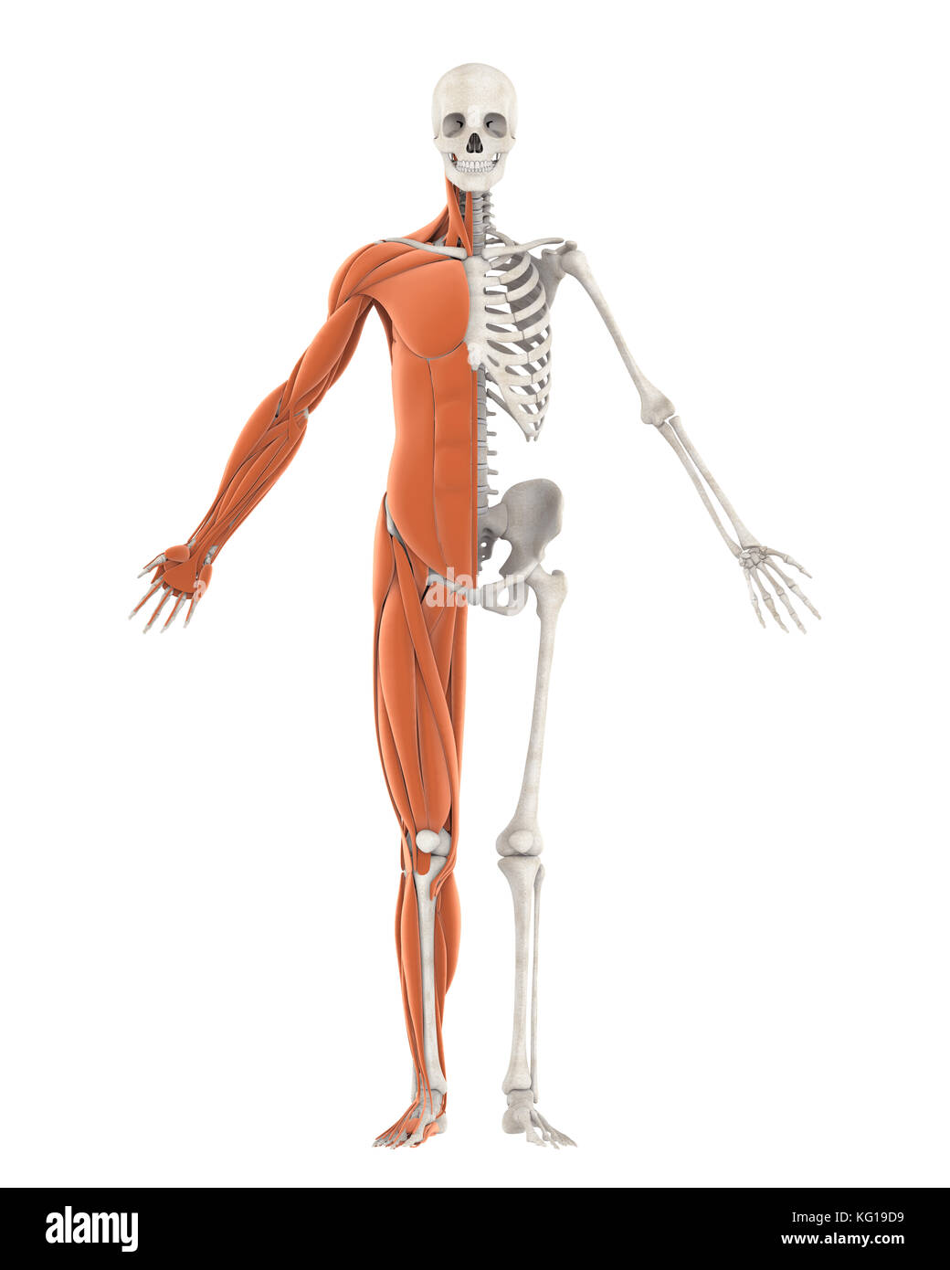 Scheletro umano e anatomia del muscolo isolato Foto Stock