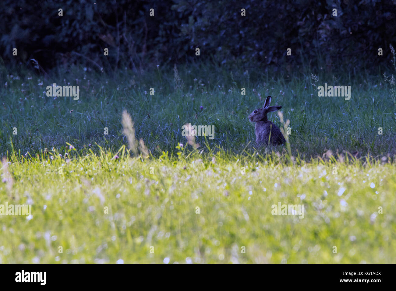 Lepre selvatici nell'erba. wild hare outdoor. tempo di primavera Foto Stock