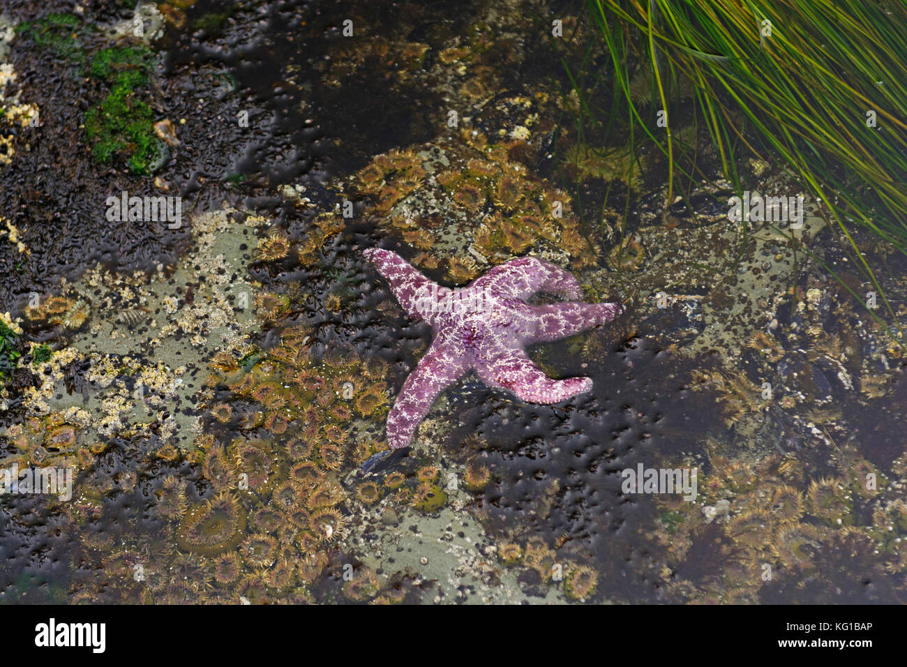 Viola stella di mare con la bassa marea sulla costa dell'Oregon vicino a cape arago Foto Stock