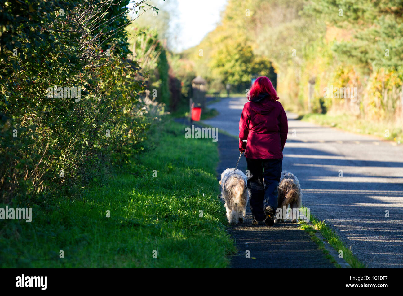 Dundee, Tayside, Scotland, Regno Unito. 2° Nov, 2017. Regno Unito: meteo Dundee crogiolarsi nella più tardi in autunno il sole caldo con temperature che raggiungono figure doppie, 11 °C. Un giorno glorioso per escursionisti del cane all'Clatto Country Park. Credits Credit: Dundee fotografico/Alamy Live News Foto Stock