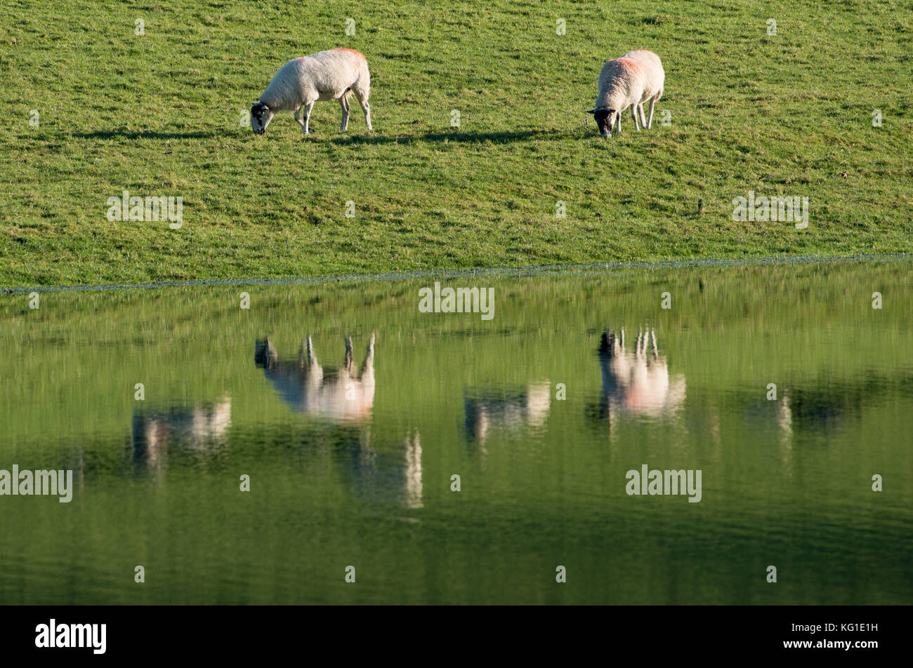 Carnforth, Lancashire. 2 Nov 2017. Regno Unito Meteo. Pecore riflesse in acque alluvionali vicino a Carnforth, Lancashire dopo un autunno bagnato. Credit: John Eveson/Alamy Live News Foto Stock
