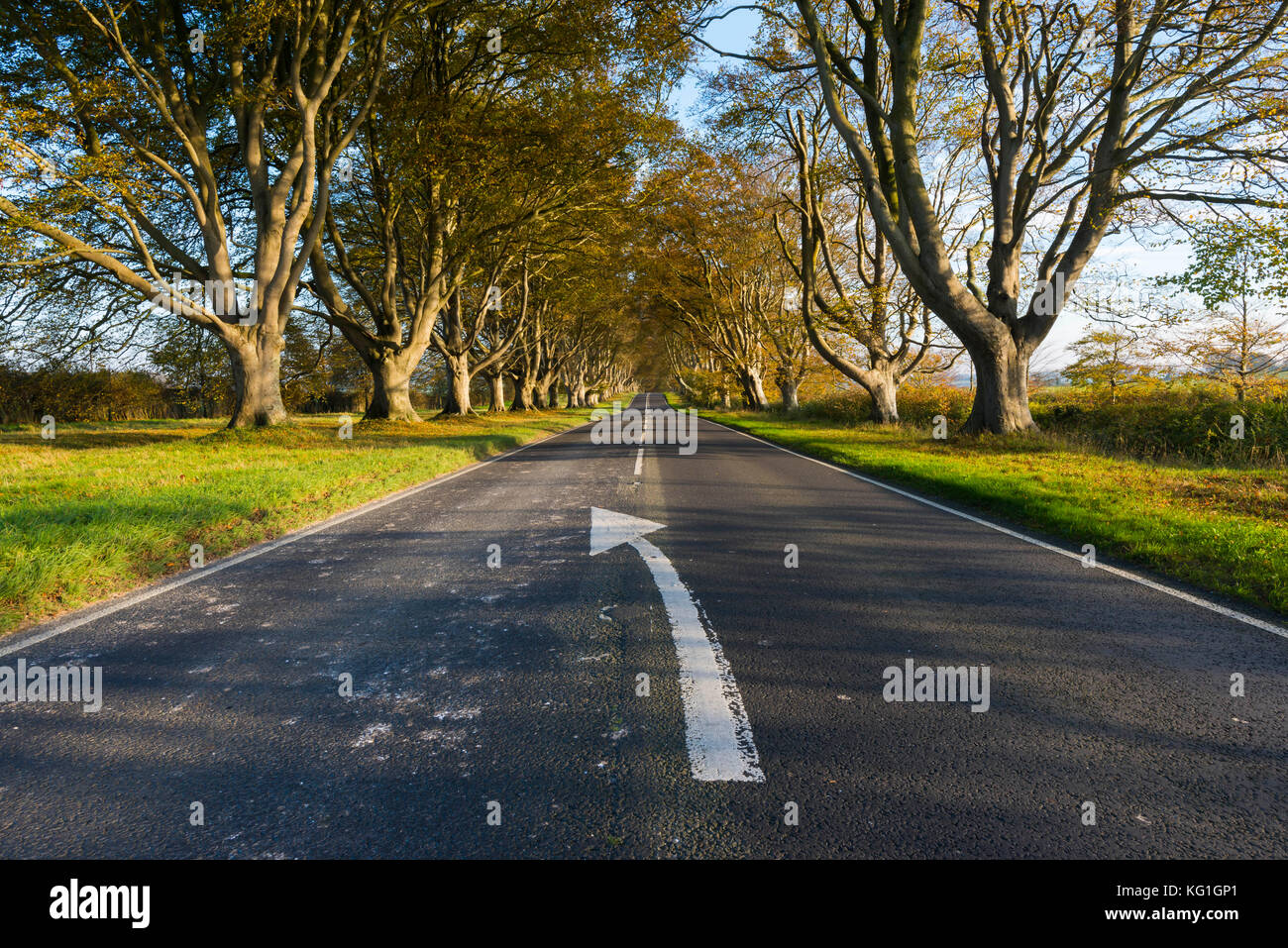 Wimborne, Dorset, Regno Unito. Il 2 novembre 2017. Regno Unito Meteo. La spiaggia tree avenue lungo la B3082 Blandford Road a anelli Badbury vicino Kingston Lacy a Wimborne nel Dorset in pieno i colori autunnali in una giornata di sole nebuloso e venti leggeri. Questa immagine è stata presa da un diritto del pubblico di modo. Photo credit: Graham Hunt/Alamy Live News Foto Stock