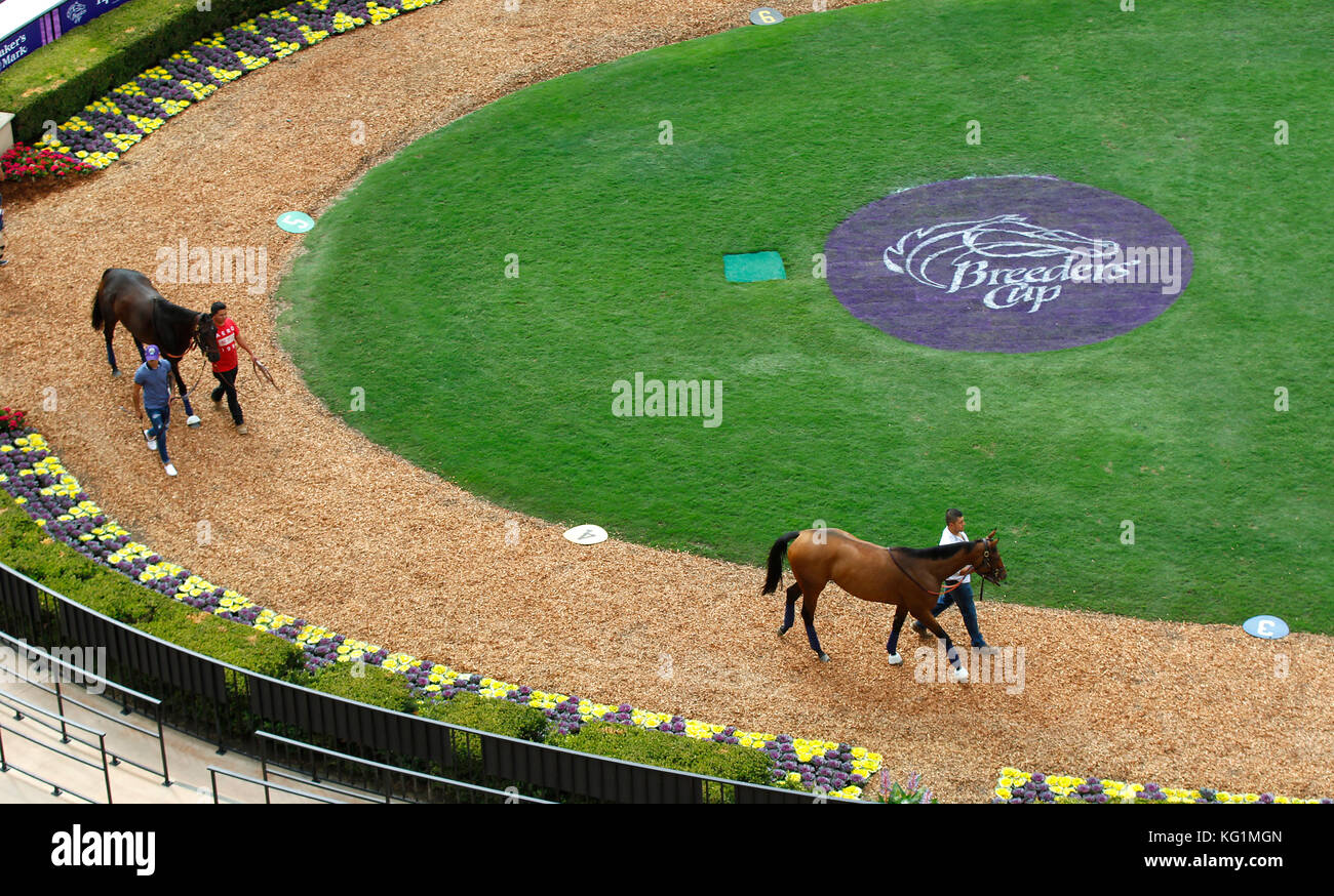 San Diego, CA, Stati Uniti d'America. 2° Nov, 2017. Cavalli in competizione nella Breeders' Cup a piedi intorno al paddock presso il Club Del Mar Thoroughbred giovedì, nov. 2, 2017. La pista ospiterà il Breeders' Cup a partire da venerdì. (Foto di K.C. Alfred/San Diego Union-Tribune Credito: K.C. Alfred/San Diego Union-Tribune/ZUMA filo/Alamy Live News Foto Stock