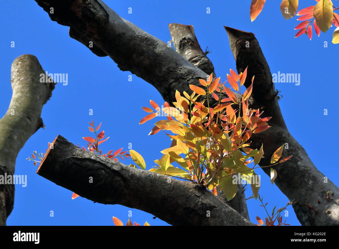 Lascia germogliare in primavera, cielo blu sullo sfondo Foto Stock