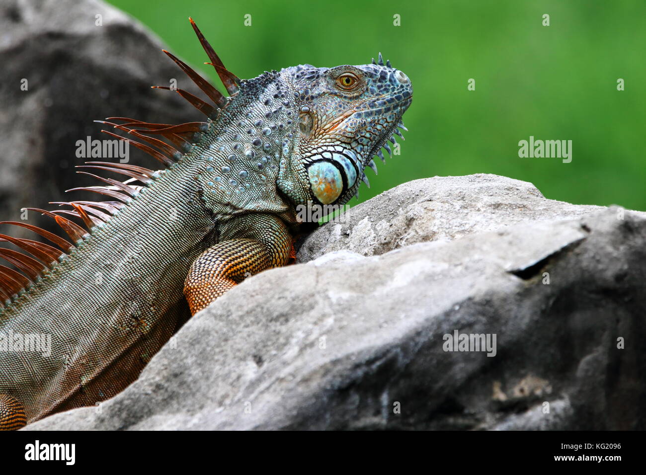 Drago colorato lizard Foto Stock