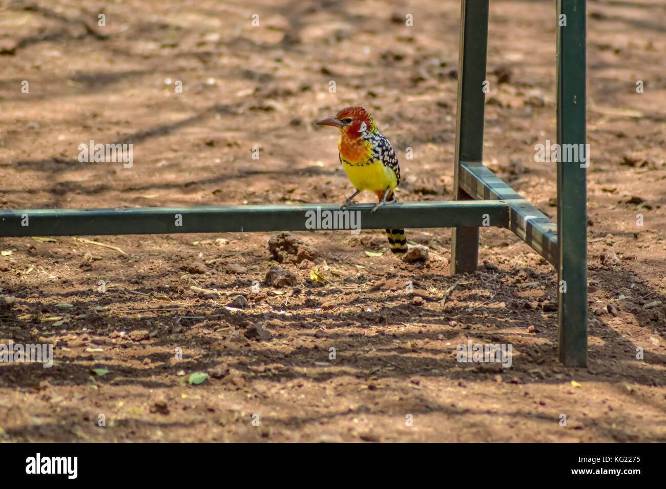 Barbican con un rosso testa in appoggio su una gamba del tavolo in ngorogoro national park, Tanzania Foto Stock