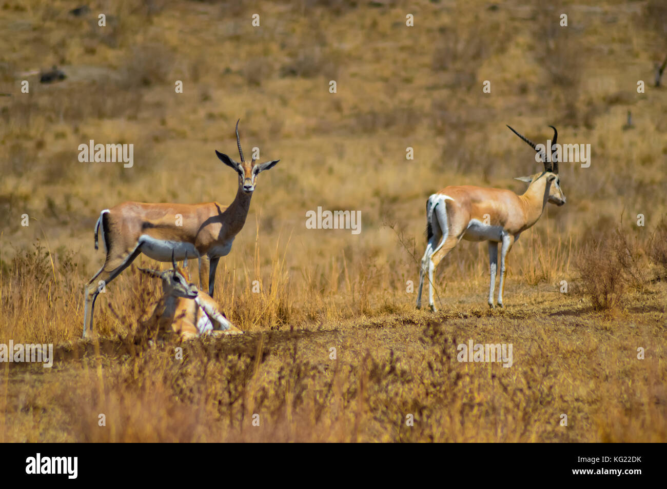 Hree di antilopi nella savana del cratere ngorogoro park in Tanzania Foto Stock