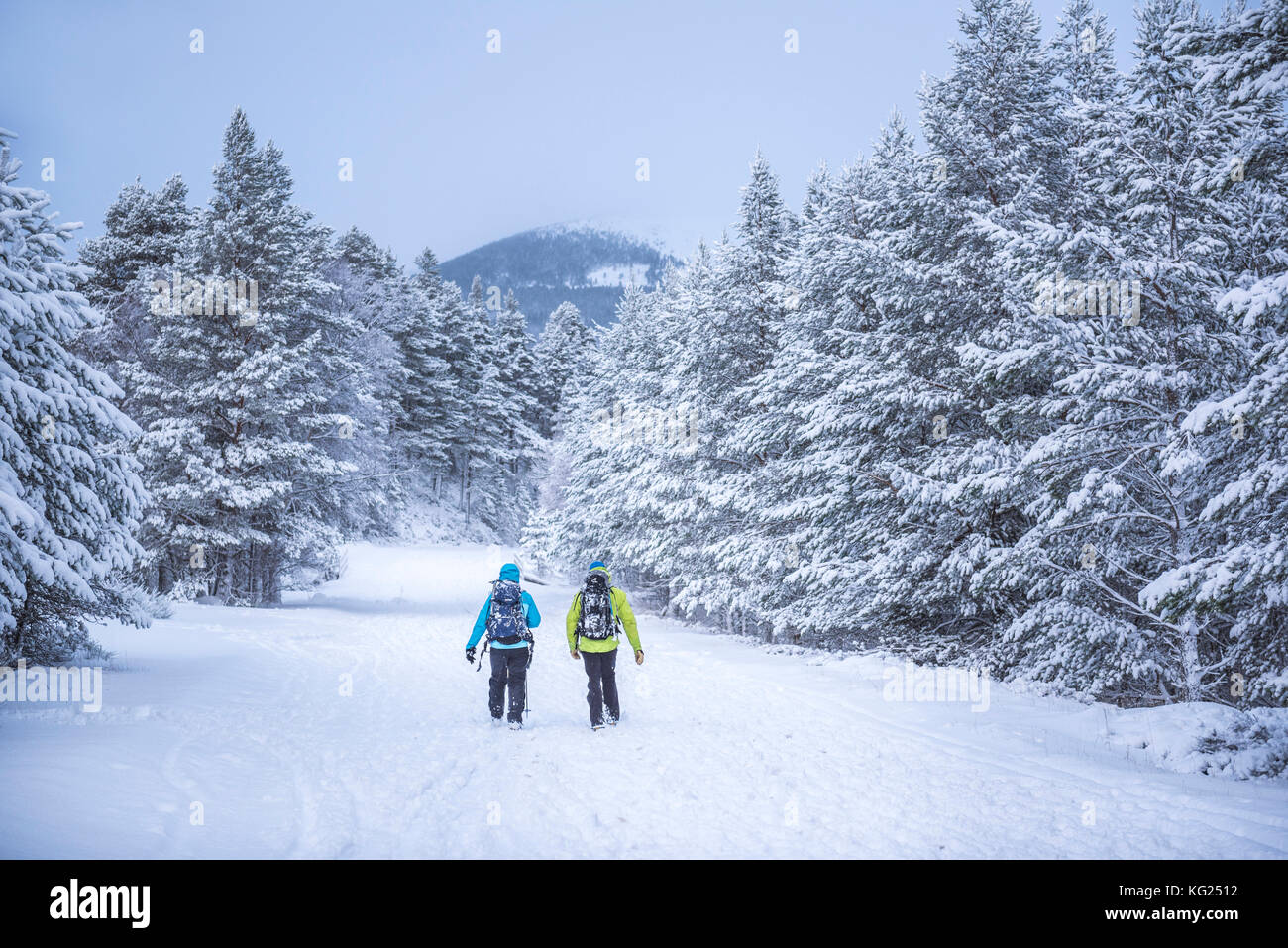 Escursioni in cairngorm mountain, glenmore, Cairngorms National Park, Scotland, Regno Unito, Europa Foto Stock