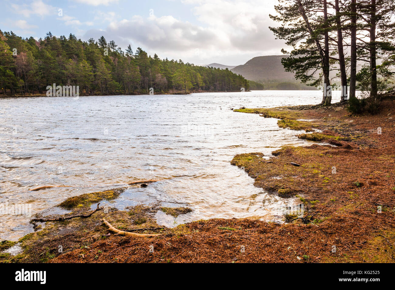 Loch un eilein e la foresta di rothiemurchus, aviemore, Cairngorms National Park, Scotland, Regno Unito, Europa Foto Stock