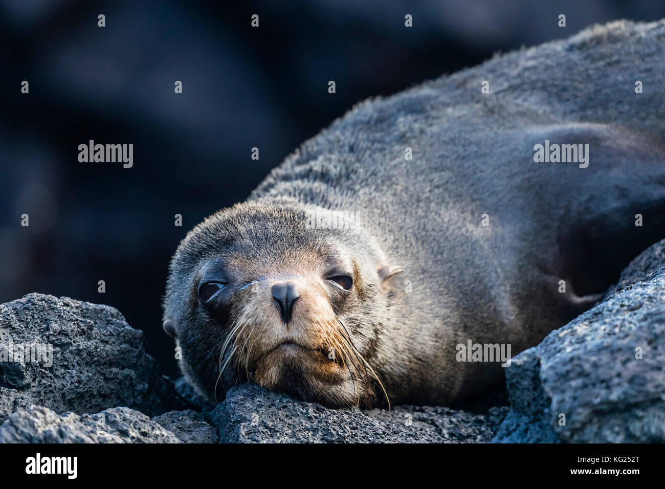 Galapagos adulti pelliccia sigillo (arctocephalus galapagoensis) tirato fuori sull'isola di Santiago, Galapagos, ecuador, SUD AMERICA Foto Stock