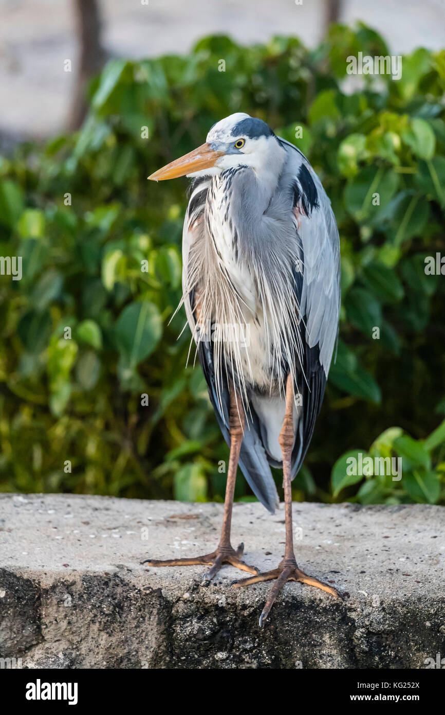 Adulto airone blu (Ardea erodiade), nella cittadina di Puerto Baquerizo Moreno, isla San Cristobal, Galapagos, ecuador, SUD AMERICA Foto Stock