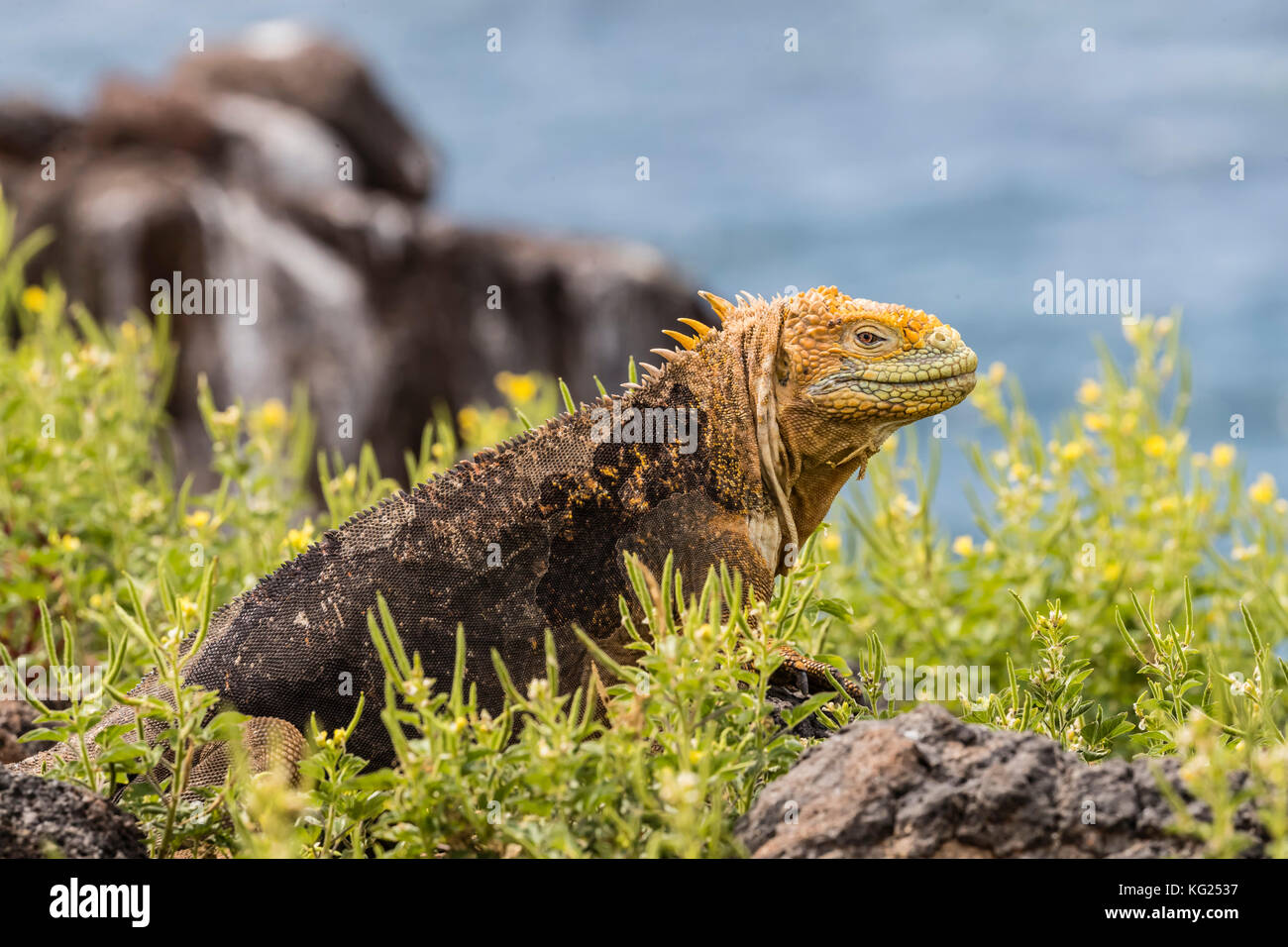 Un adulto terra galapagos iguana (conolophus subcristatus), crogiolarsi sulla North Seymour island, Galapagos, ecuador, SUD AMERICA Foto Stock