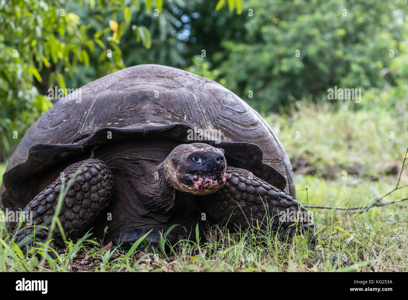 Wild galapagos tartaruga gigante (Geochelone elephantopus), isola di santa cruz, Galapagos, ecuador, SUD AMERICA Foto Stock