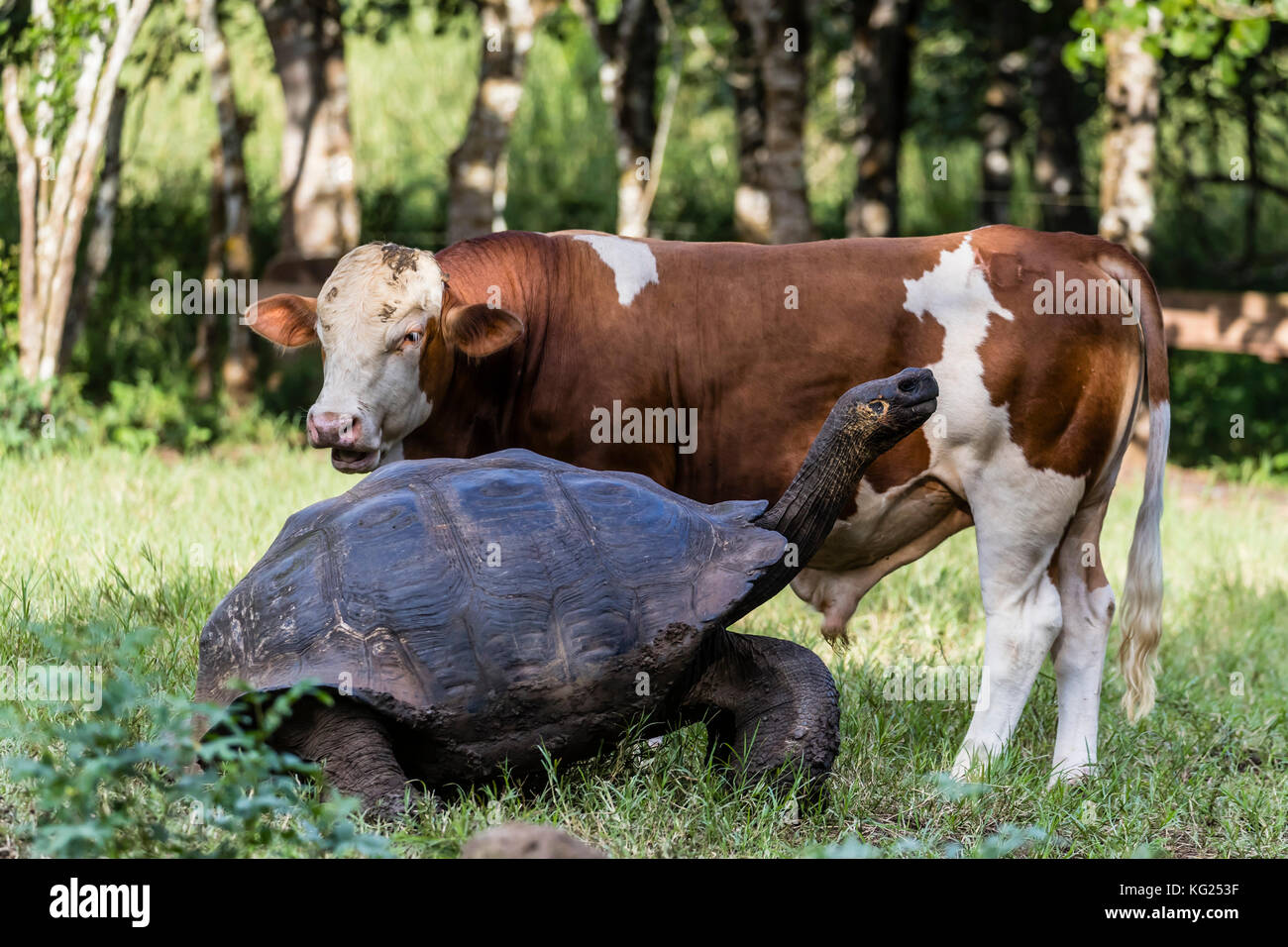 Wild galapagos tartaruga gigante (Geochelone elephantopus) con cow sull isola di santa cruz, Galapagos, ecuador, SUD AMERICA Foto Stock